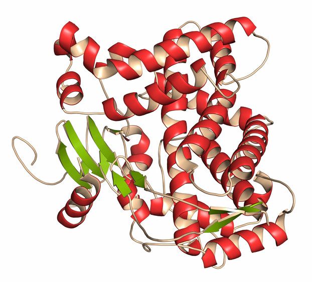 cytochrom P450